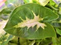 Closeup of the Syngonium leaf Royalty Free Stock Photo