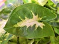 Closeup of the Syngonium leaf