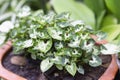 Closeup Syngonium podophyllum plant in pote with garden background