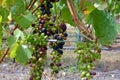 Closeup of Syrah Grapes Ripening in Marlborough Vineyard, New Zealand