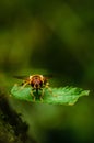 Closeup of Syrphus ribesii hoverfly on green leaf on blur green background