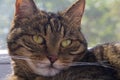 Closeup of tabby cat face. Fauna background. Brown cat close-up Royalty Free Stock Photo