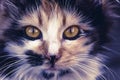 Closeup of tabby cat face. Fauna background.Pets and lifestyle concept Royalty Free Stock Photo