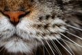 Closeup of tabby cat face. Macro. Royalty Free Stock Photo