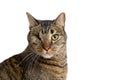 Closeup of tabby cat with one eye Royalty Free Stock Photo