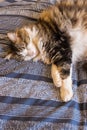 Tabby cat relaxing on blue duvet with stretched paws