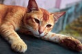 Closeup of a tabby cat resting on the floor in leisure time. Beautiful orange and white striped domestic cat lying