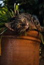 Closeup of a tabby cat resting on a terracotta clay pot filled with lush green foliage