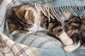 Tabby cat sleeping under blue tartan blanket Royalty Free Stock Photo