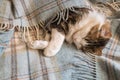 Tabby cat sleeping wrapped in a woollen blanket with copy space Royalty Free Stock Photo