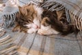 Tabby kitten resting under pale blue woollen blanket with fringe