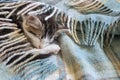 Detail of tabby kitten sleeping on woollen blanket Royalty Free Stock Photo