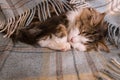 Tabby kitten sleeping wrapped in pale blue tartan wool blanket with fringe
