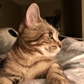 Closeup of Tabby Kitten in Western Canada