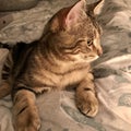 Closeup of Tabby Kitten in Western Canada