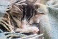 Tabby kitten wrapped in wool blanket Royalty Free Stock Photo