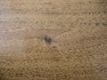 Closeup table surface natural wood texture