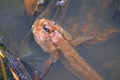 Closeup of a Tadpole swimming on the surface of a pond Royalty Free Stock Photo