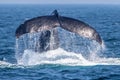 Closeup of a tail of a diving humpback whale above the water surface. Royalty Free Stock Photo