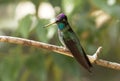 Closeup of Talamanca Hummingbird  Eugenes spectabilis Panama Royalty Free Stock Photo