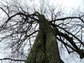 Dry tree against the sky