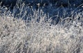 Closeup of tall frost-covered grass in winter