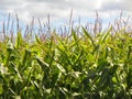 Closeup of tall straight green corn stalks against blue and wh Royalty Free Stock Photo