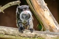 Closeup of a tamarin perched on a tree branch Royalty Free Stock Photo