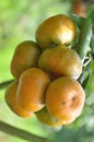 Closeup tangerines branch Royalty Free Stock Photo