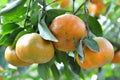 Closeup tangerines Royalty Free Stock Photo