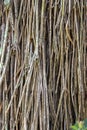 Closeup of tangle of air roots Royalty Free Stock Photo