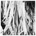 Tree roots Royalty Free Stock Photo
