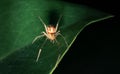 Closeup of a Tangle web spider on a green leaf Royalty Free Stock Photo