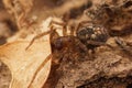 Closeup on a tangled nest spider, Amaurobius, sitting on the ground