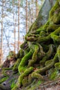 Closeup of tangled tree roots covered with green moss Royalty Free Stock Photo