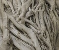 Closeup of a the Tangled Trunk on a Large Banyan Tree