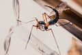 Closeup of a Tanyptera atrata on a blurred background Royalty Free Stock Photo