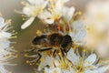 Closeup on a Tapered Drone Fly, Eristalis pertinax , drinking nectar from the white flowers of Blackthorn, Prunus spinosa