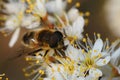 Closeup on a Tapered Drone Fly, Eristalis pertinax , drinking nectar from the white flowers of Blackthorn, Prunus