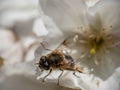 Closeup of Tapered Drone Fly, Eristalis pertinax , emerging from spring blossom. UK.
