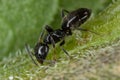 Closeup of an Tapinoma sessile ant walking on green grass Royalty Free Stock Photo