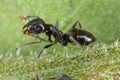 Closeup of an Tapinoma sessile ant walking on green grass Royalty Free Stock Photo