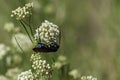 Closeup of a Tarantula Hawk Wasp with a blue body Royalty Free Stock Photo