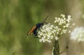 Closeup of a Tarantula Hawk Wasp with a blue body yellow wings Royalty Free Stock Photo