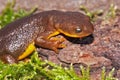 Closeup on a Taricha granulosa , roughskinned newt