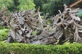 Closeup Art of thep taro root ,Huai Yod, Trang, Thailand