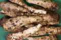 closeup of taro root vegetable, eddo malanga, green background Royalty Free Stock Photo