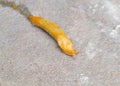 Closeup of a Tawny Garden Slug, Limacus flavus, as it slowly makes its way across a stone