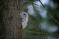 Closeup tawny owl hidding behing tree trunk