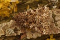 Closeup on tawny shears or pod lover owlet moth, Hadena perplexa, sitting on wood